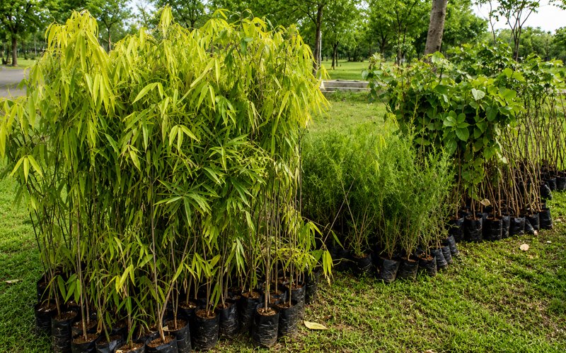 5ft Trees While Planting