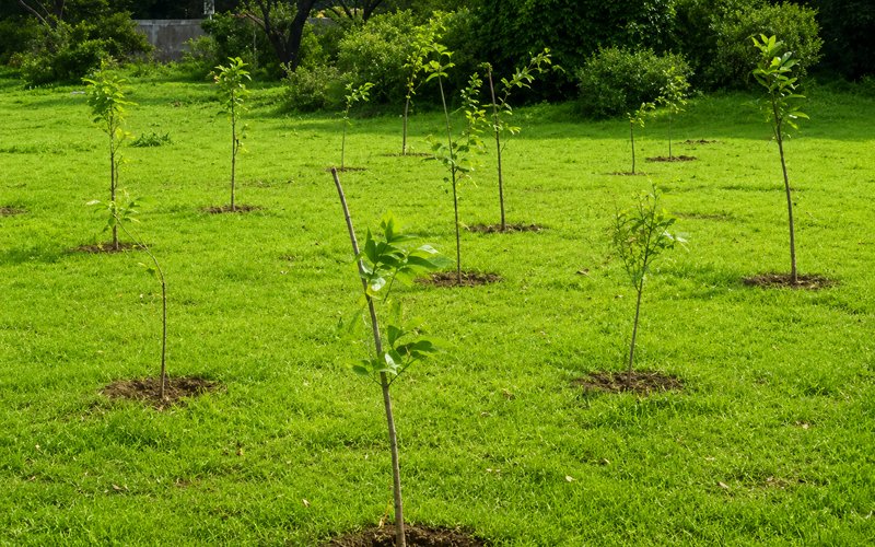 Systematic Tree Plantation