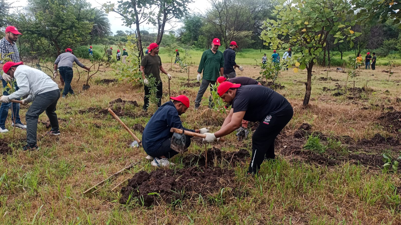 Tree Plantation